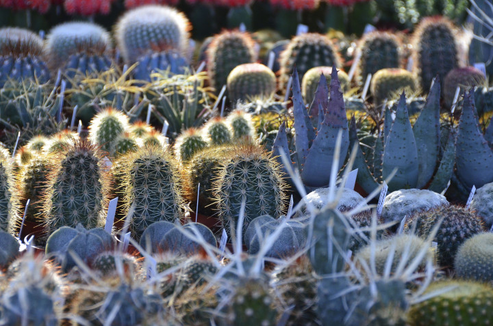 Hasta el 90% de los cactus podrían desaparecer