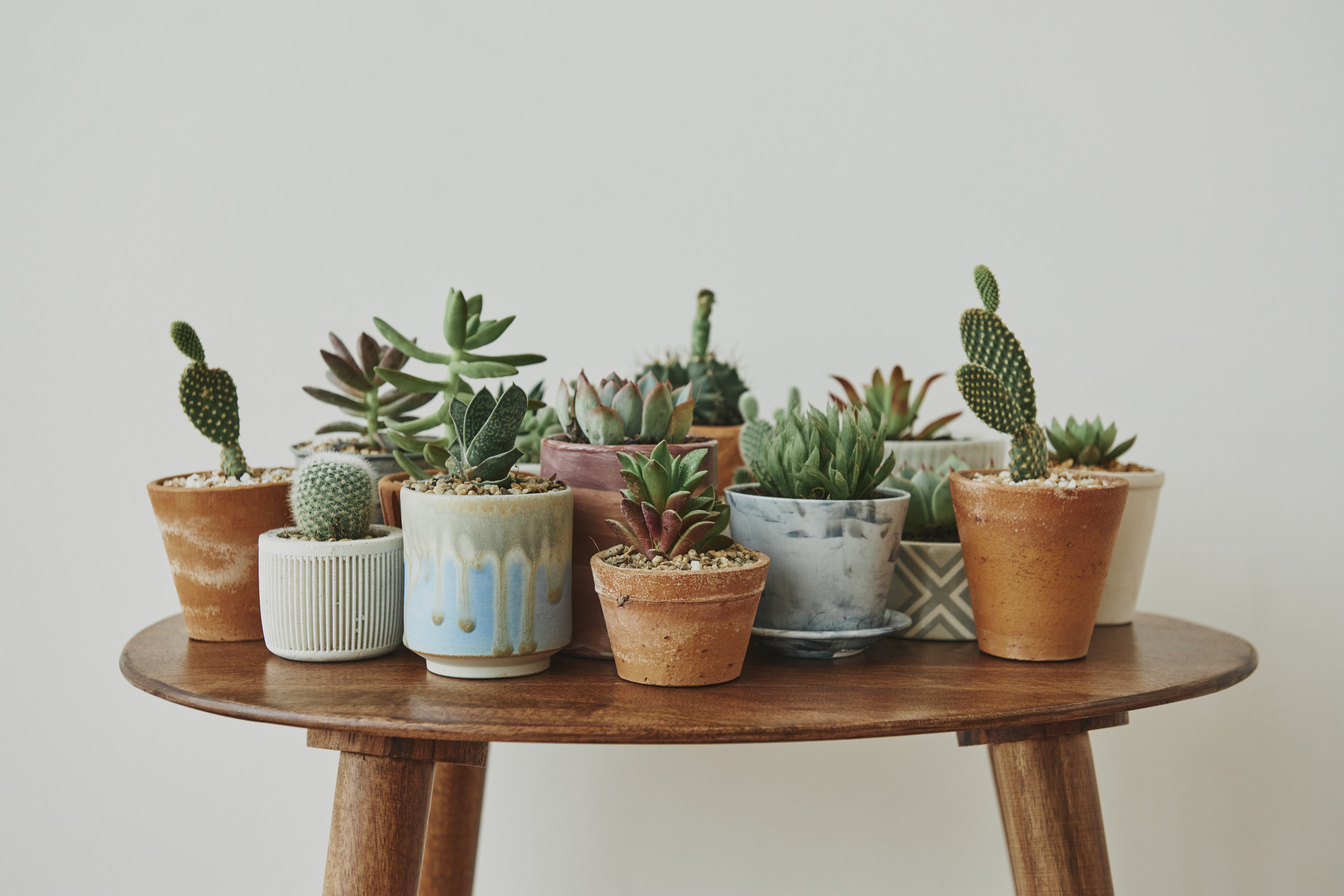 Lee más sobre el artículo Primeros consejos para que tu cactus esté contento en su nuevo hogar