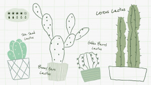 conceptos básicos sobre los cactus
