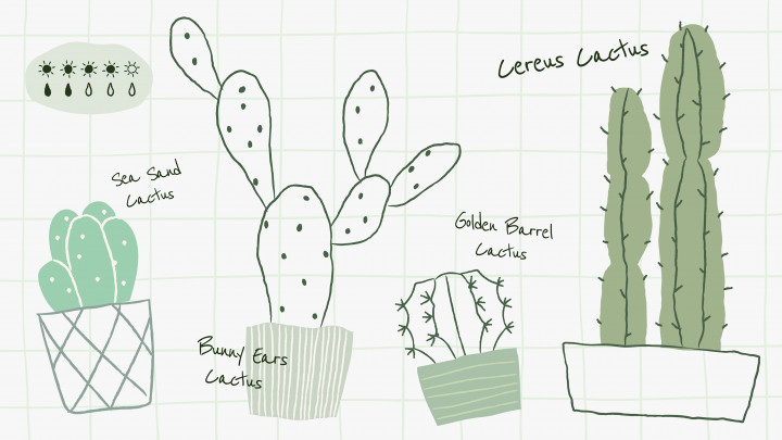 conceptos básicos sobre los cactus