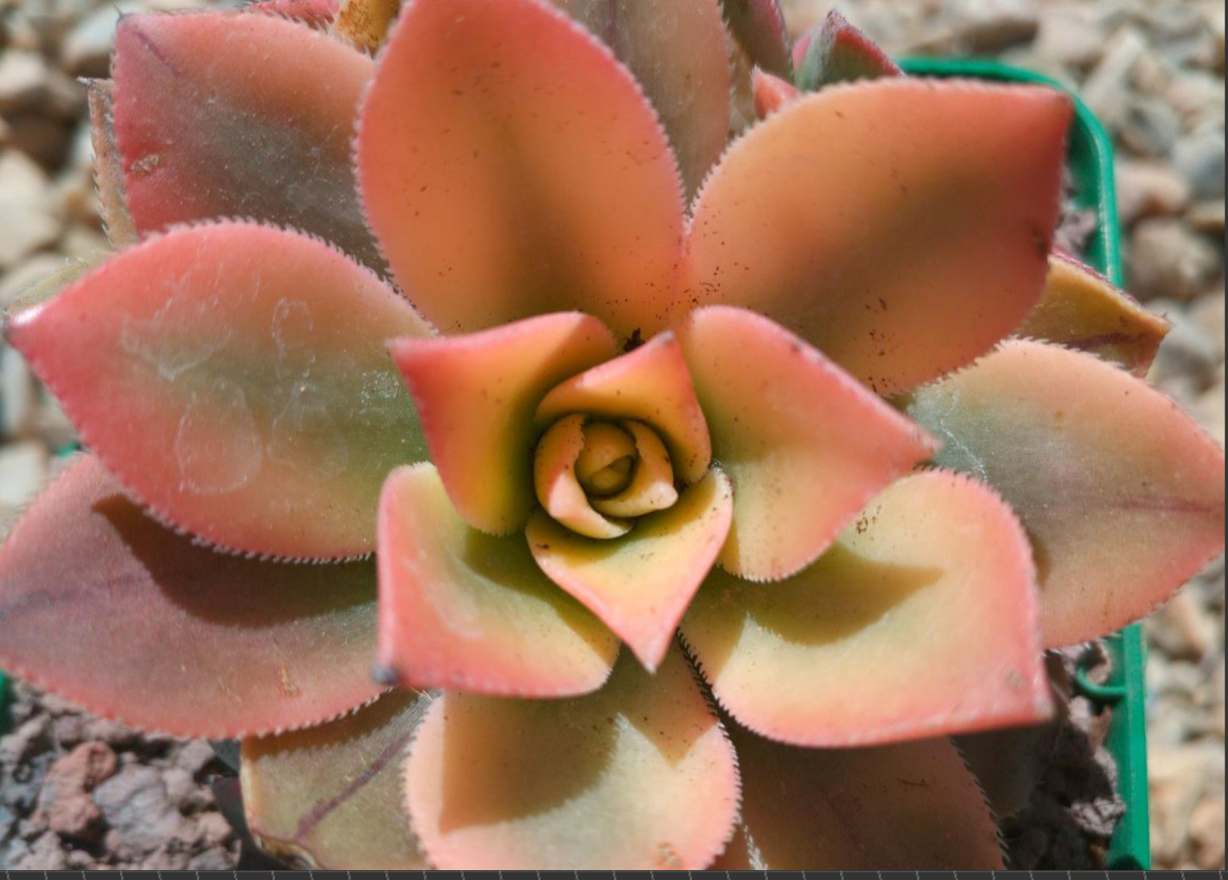 Aeonium haworthii cv tricolor