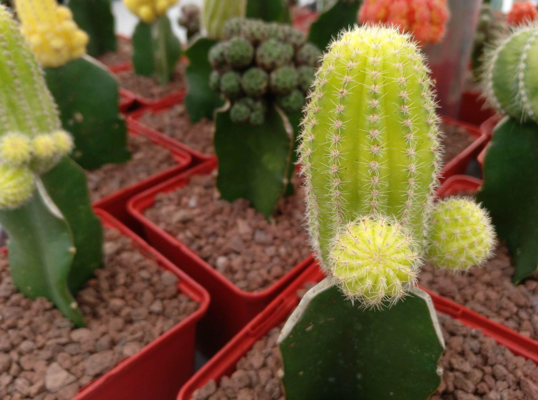 Cactus injertados.jpg