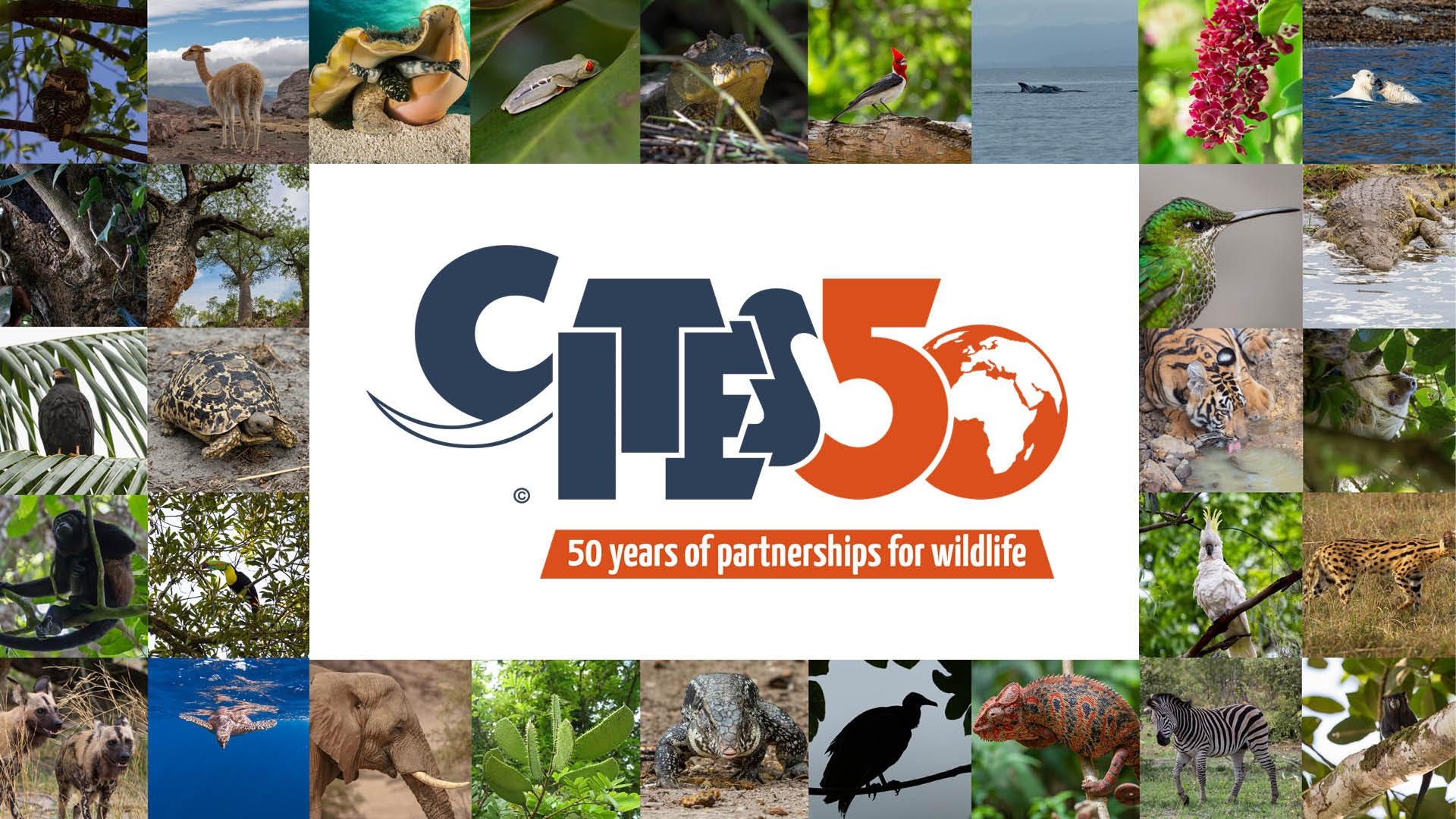 En este momento estás viendo 50 aniversario del acuerdo CITES