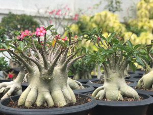 Lee más sobre el artículo Plantas con caudex:  ¿Qué son las plantas con caudex?