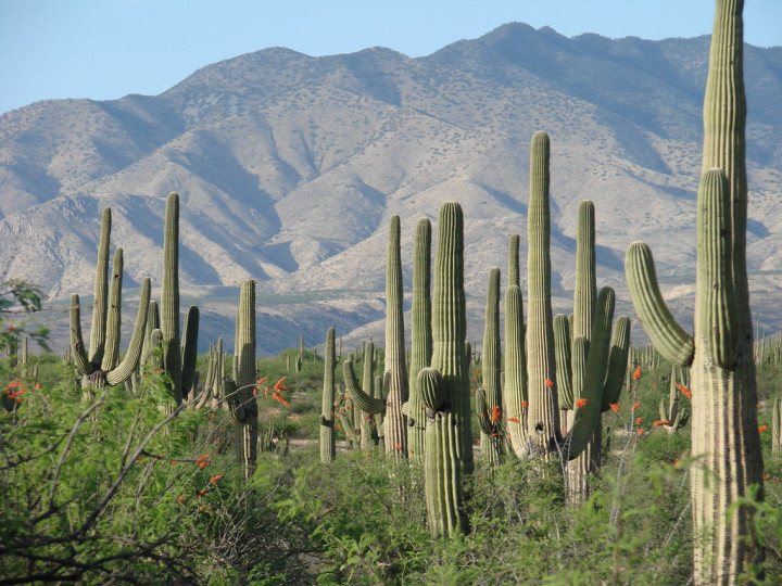 Explorando la Belleza de los Cactus Exóticos: Maravillas de la Naturaleza en Forma de Espina