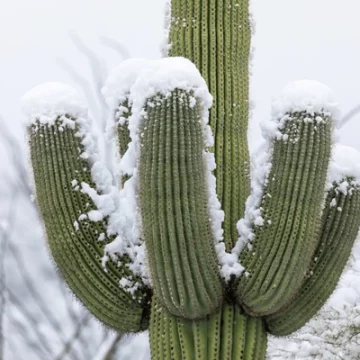 cactus invierno