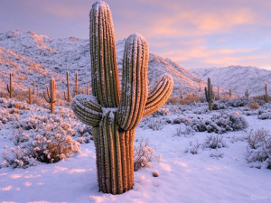 cactus con nieve