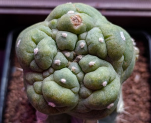 Lee más sobre el artículo Lophophora fricii ‘Lizard Skin’: Una joya rugosa del coleccionismo botánico