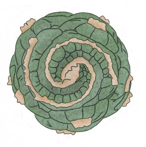 Lee más sobre el artículo Lophophora fricii CV spiral villus: el cultivar de moda que conquista a los coleccionistas