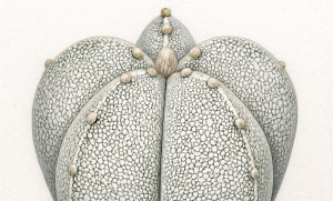 Lee más sobre el artículo Astrophytum myriostigma ‘Onzuka’: la piel estrellada de un clásico japonés