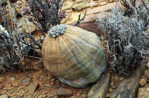 Lee más sobre el artículo Euphorbia obesa: La Planta Balón en Peligro de Extinción