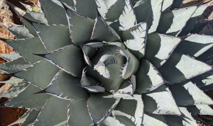 Lee más sobre el artículo Agave parryi: Una especie suculenta de gran valor ecológico y ornamental