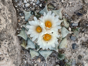 Lee más sobre el artículo Ariocarpus retusus: una cactácea endémica del noreste de México